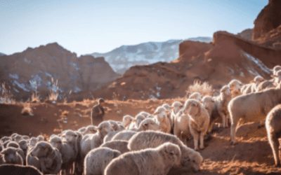 Pengorbanan dalam Islam